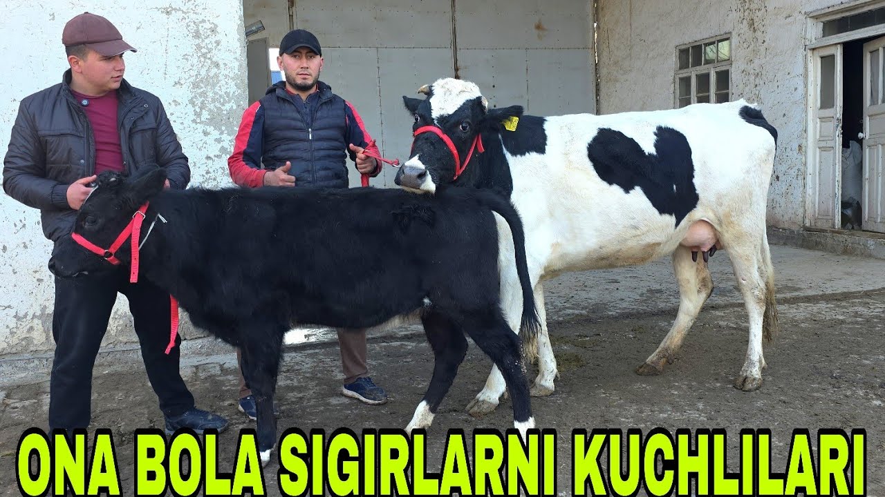 2 chi qism Ismoiljon ukamizdan ona bola sigirlarni sutga pol vonlari 4-mart, 2026