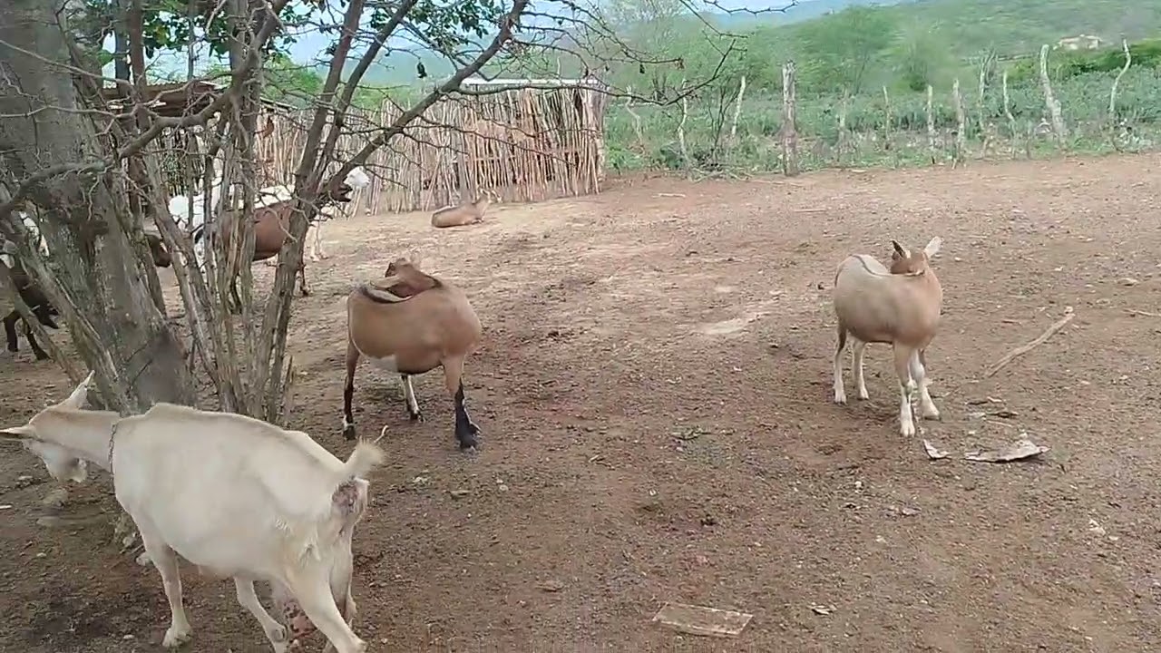 Manejo das cabras para terem partos duplos ou triplos 