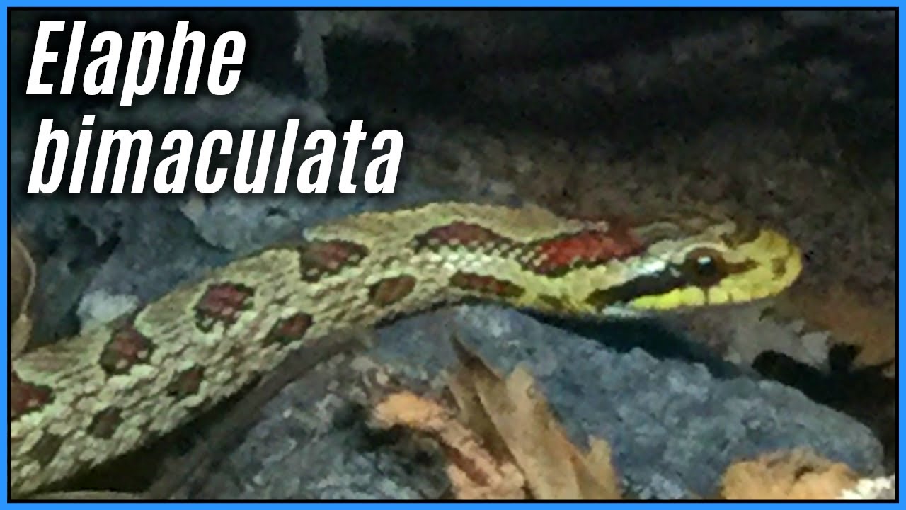 The Natural History & Taxonomy of Chinese Leopard Snakes | Species Spotlights #1, Elaphe bimaculata
