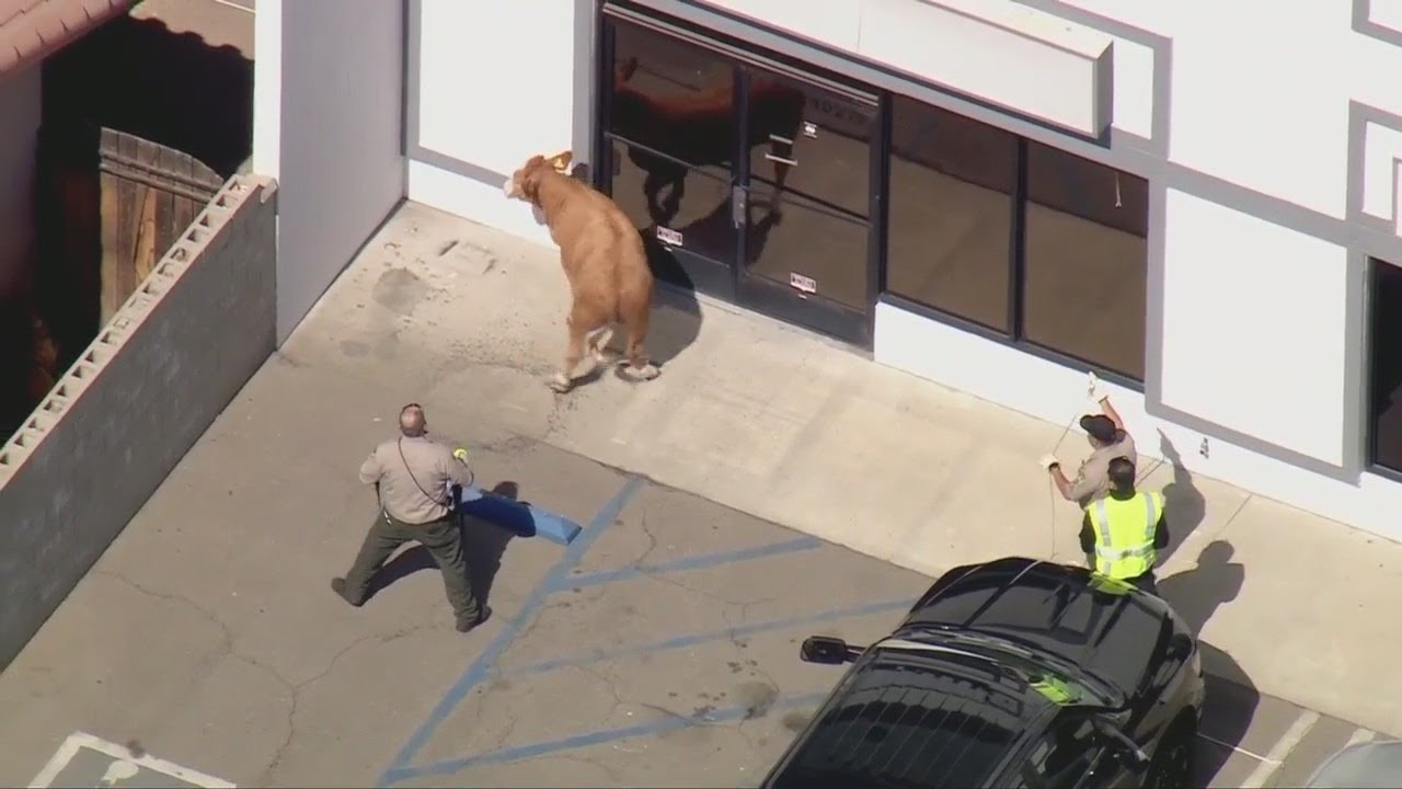 Cow on the loose on Los Angeles area freeway