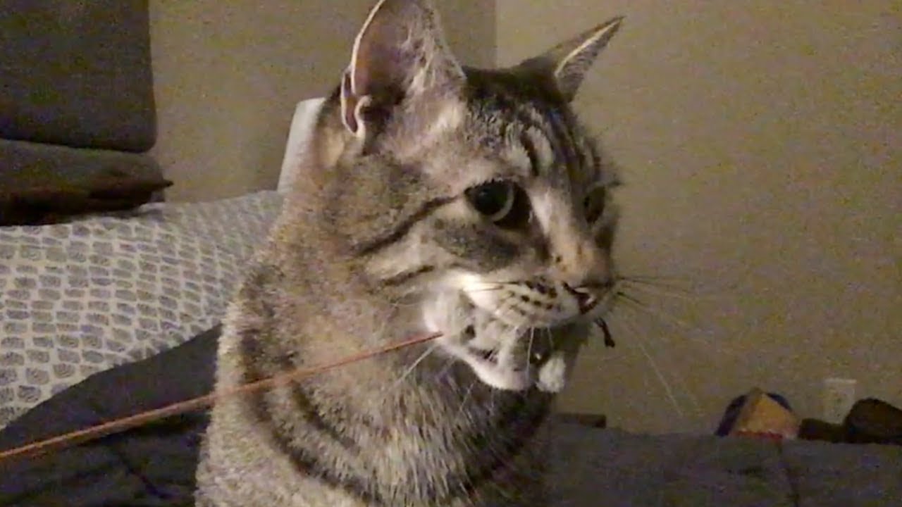 Sagan Playing Before Bed (2019) • Astronocats 🐈