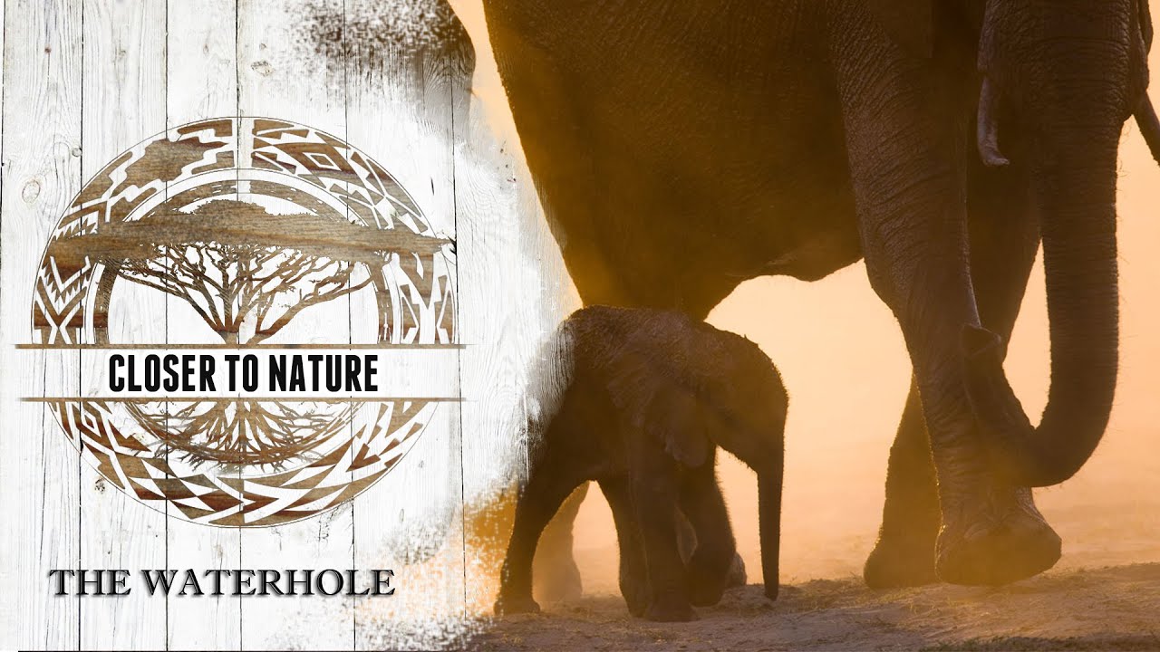 At The Waterhole | MASHATU
