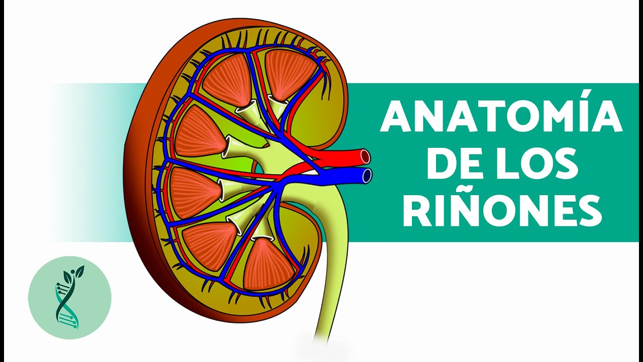 ¿Qué FUNCIÓN tienen los RIÑONES? 🧬 (Características, Estructura y Cómo Funcionan)