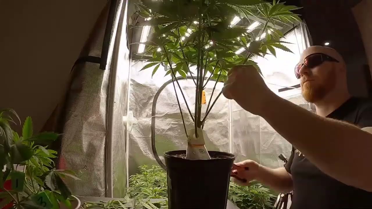 Stomped Berries from Seed to Harvest Ep2 using Viparspectra KS5000 led light