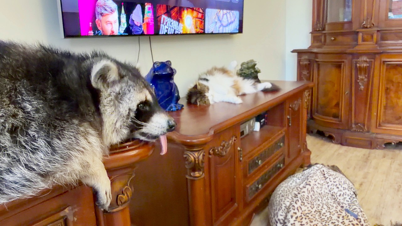 The raccoon climbed onto the table and almost crushed the cat.