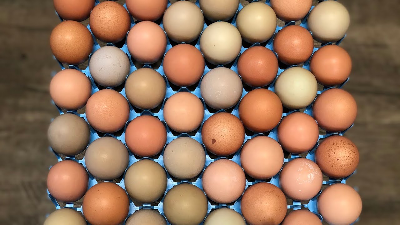 Washing and Sanitizing Hatching Eggs