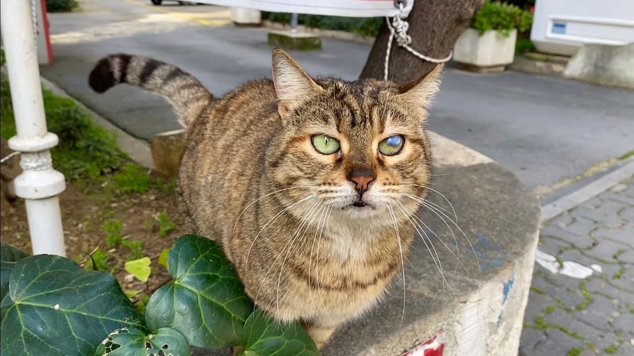 This cute cat living on the street is begging me to love it. I fed it.