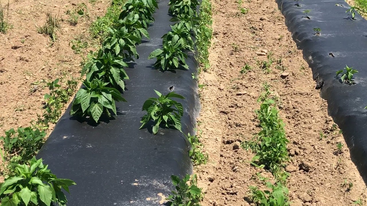 How to Grow Peppers - Biodegradable Mulch Film Strong Enough to Prevent Weeds from Breaking Through