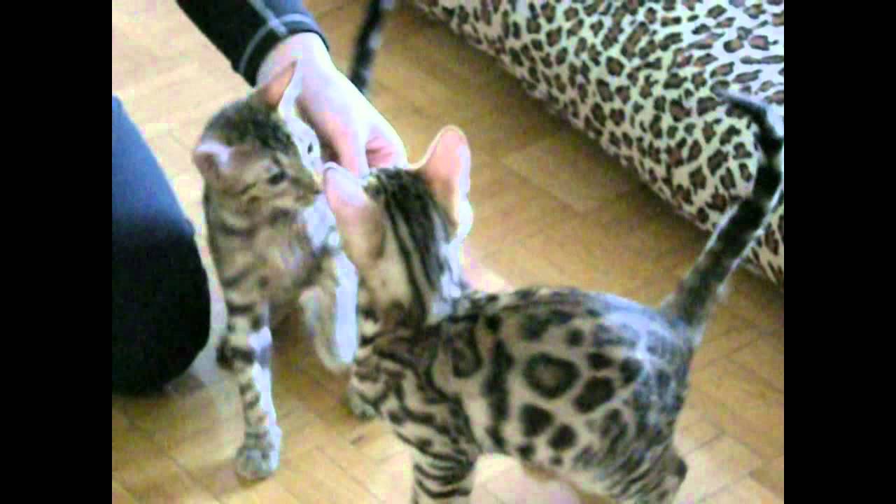Bengal cat tricks