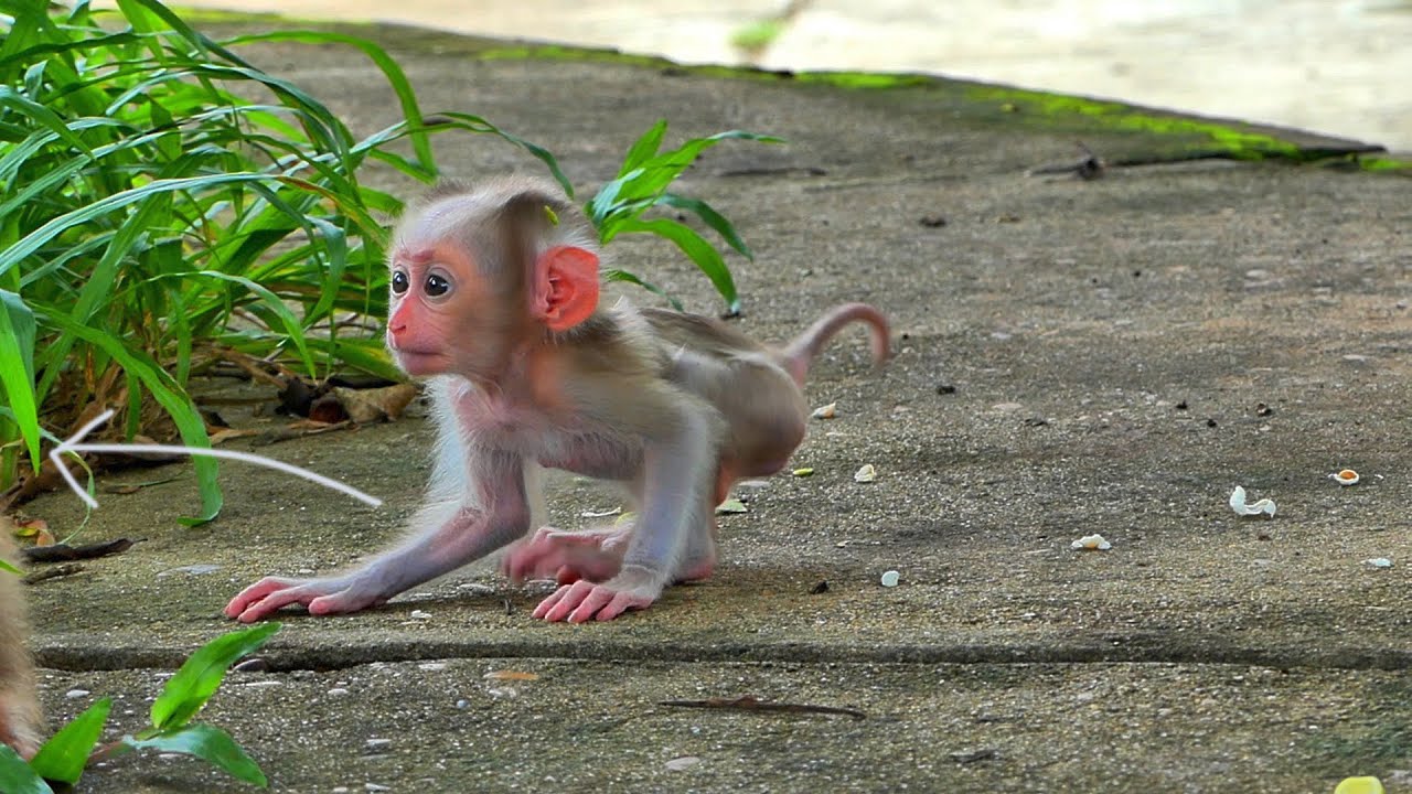 How beautiful of first step of learning of tiny baby  monkey walking to mommy