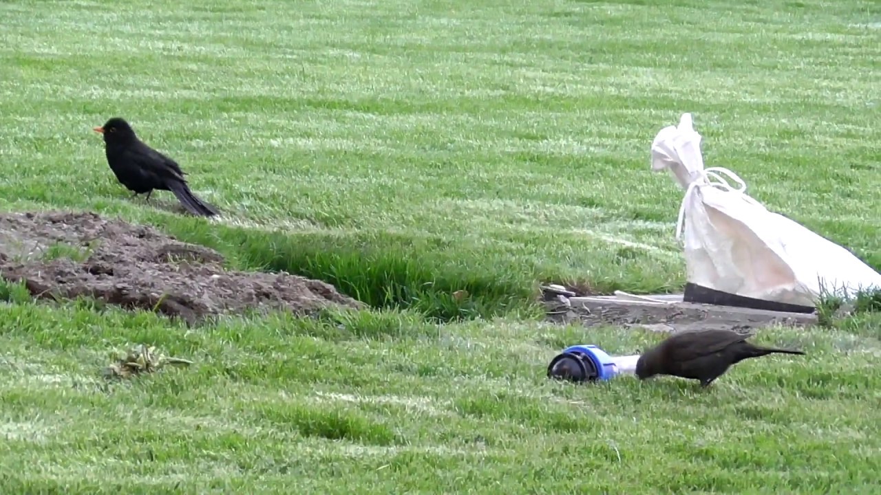 Amsel Balzverhalten