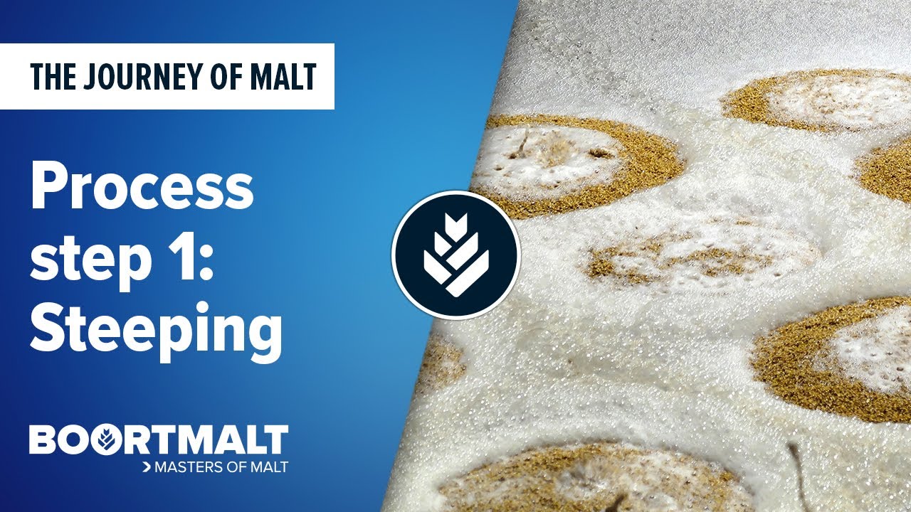 Malting Process Step 1 - Steeping