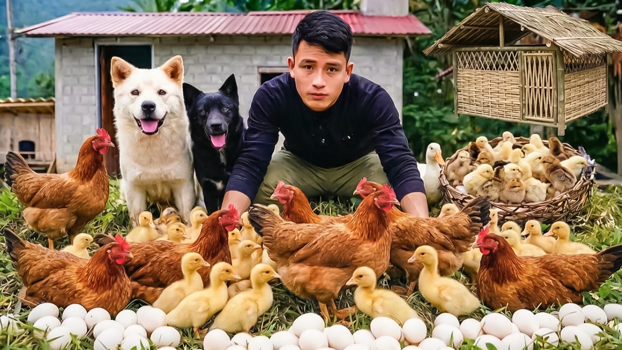 Harvesting Chickens Goes to Spring Fair | Farm Care & Cooking | Young Ceo with tom and lu