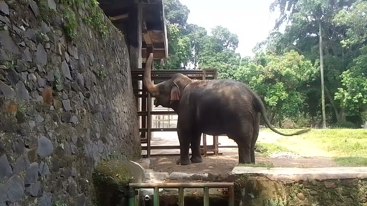 ragunan gajah ngamuk