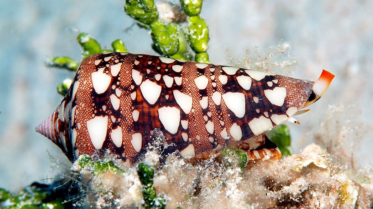 Living cone shells from Kwajalein