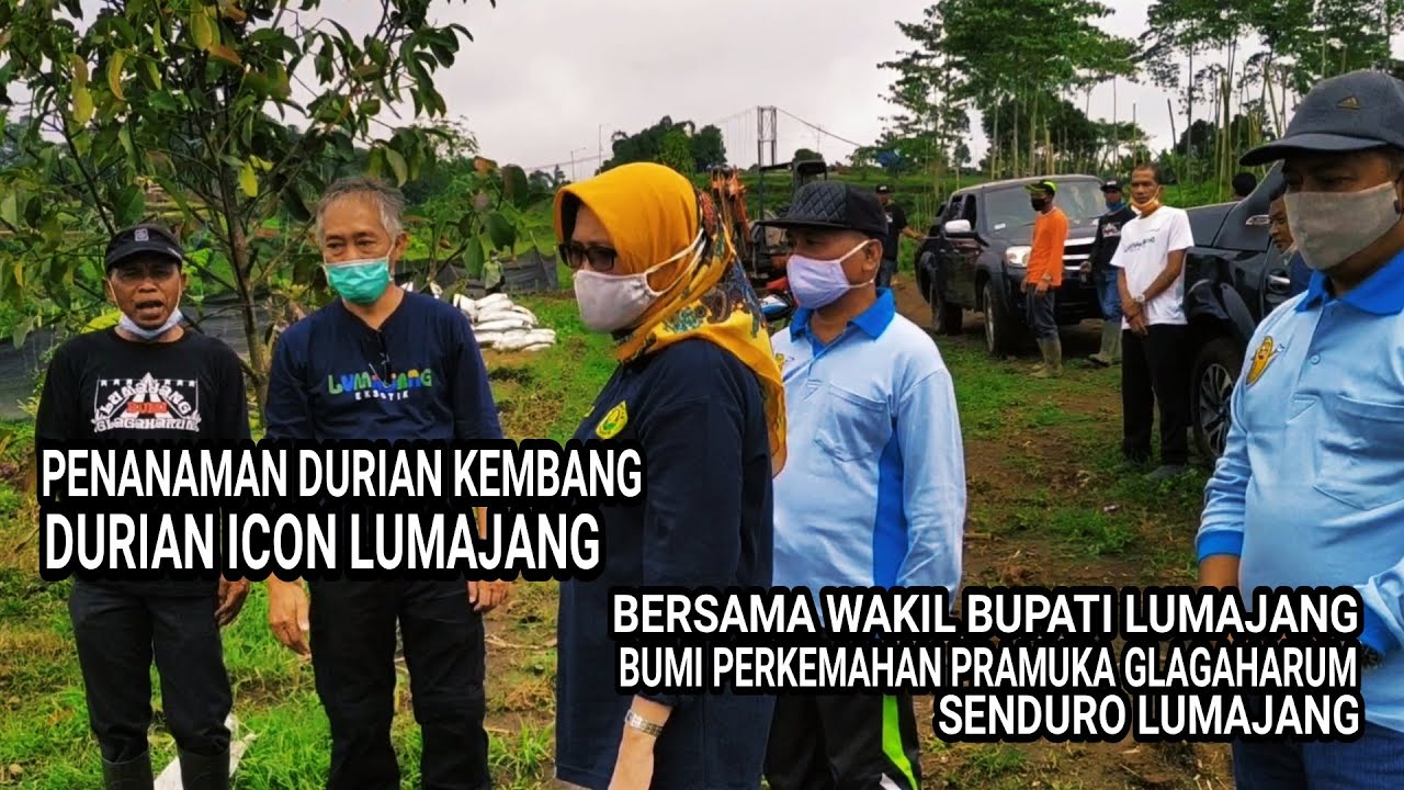 PENANAMAN DURIAN KEMBANG BERSAMA WAKIL BUPATI LUMAJANG - BUMI PERKEMAHAN PRAMUKA GLAGAHARUM SENDURO