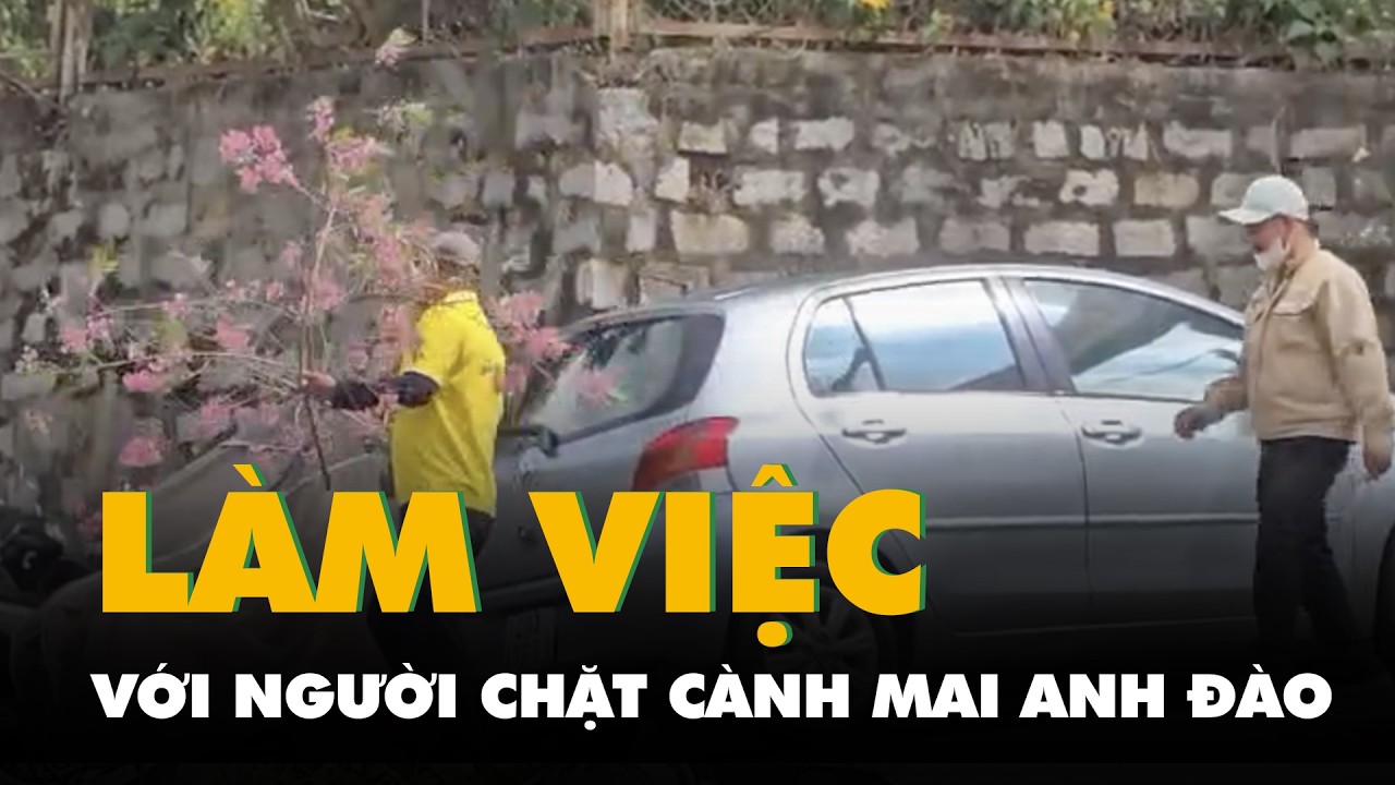 Người chặt cành mai anh đào tại nhà công vụ ở Đà Lạt nói gì khi công an mời làm việc?