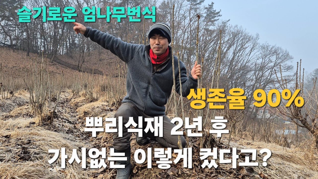 뿌리 2년 키웠더니 이렇게 됐다… 가시없는 엄나무 돈 되는 나무로 변신
