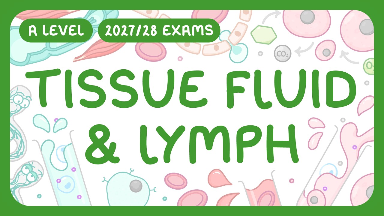 A-Level Biology - Tissue Fluid & Lymph - How They're Formed | Comparison with Blood (2026/27 exams)