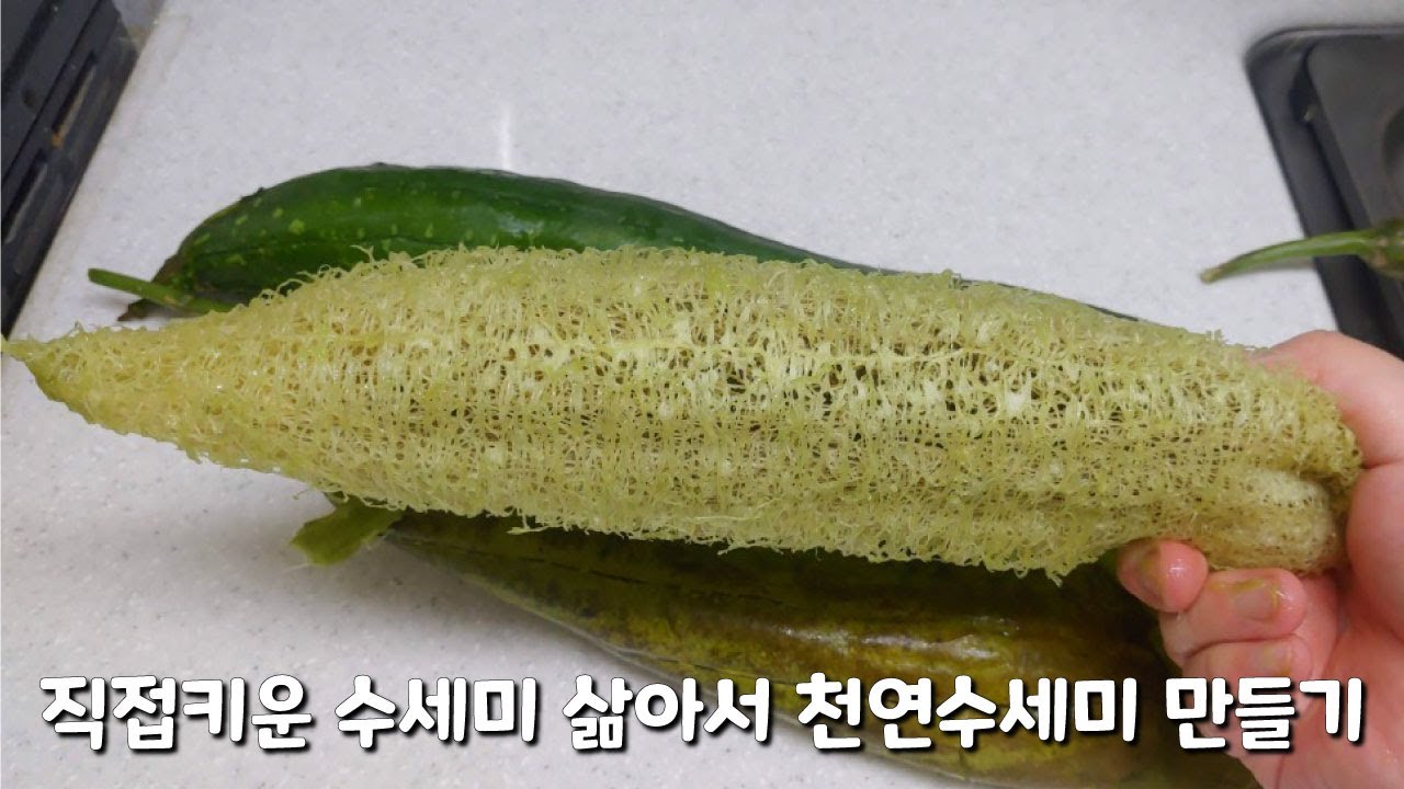 직컵키운 수세미 삶아서 천연수세미 만들기