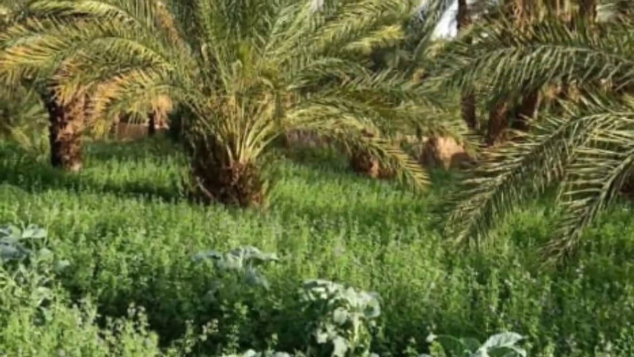 دنيا تولد ليك  لخوت 👬