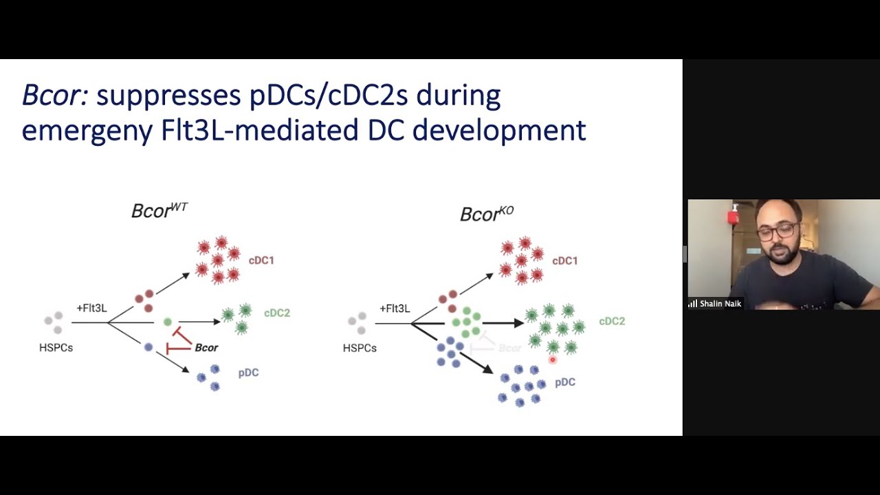 Clonal multi-omics in the study of haematopoiesis by Dr. Shalin Naik