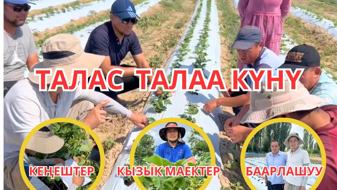 Талас Талаа Күнү агро кеңештер, кызыктуу маектер.