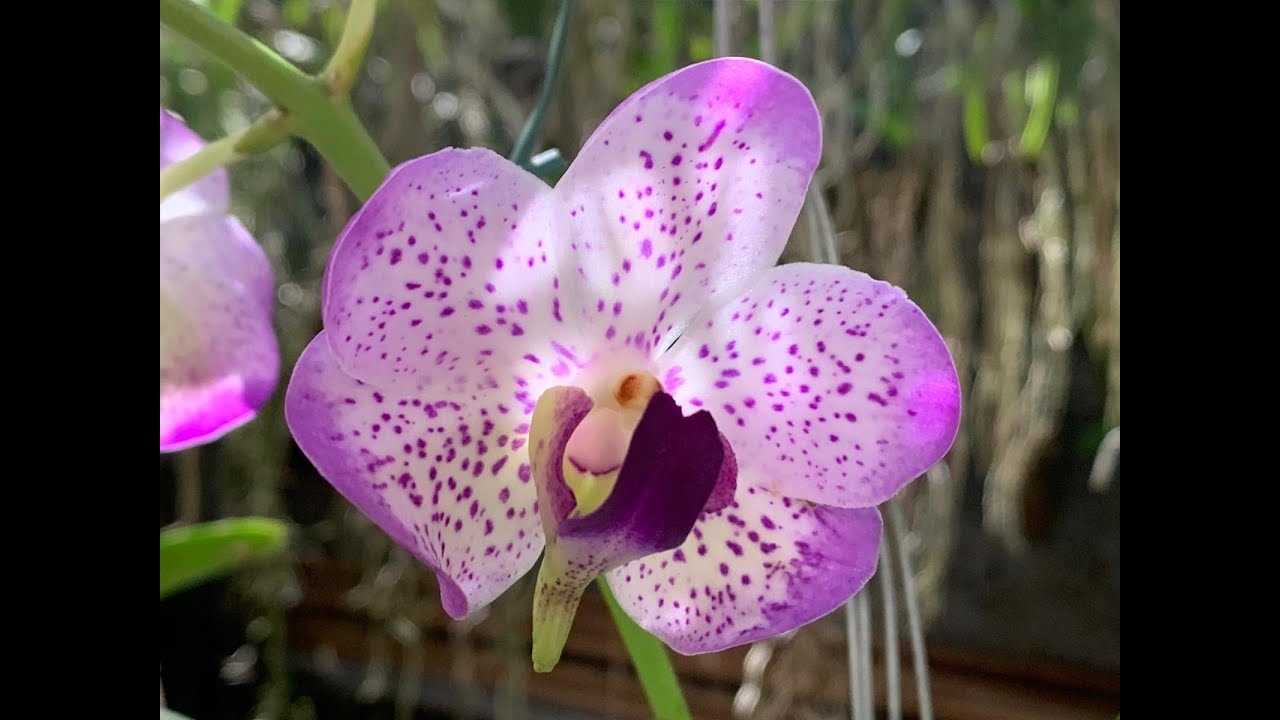 ORQUÍDEAS VANDAS, ONDE PLANTAR?