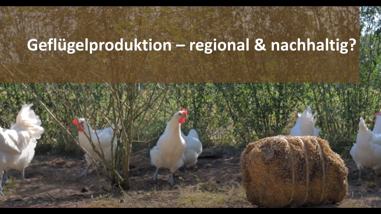 Ackerbohne und regionale Hühnerrasse: Alternative für die extensive Geflügelproduktion?