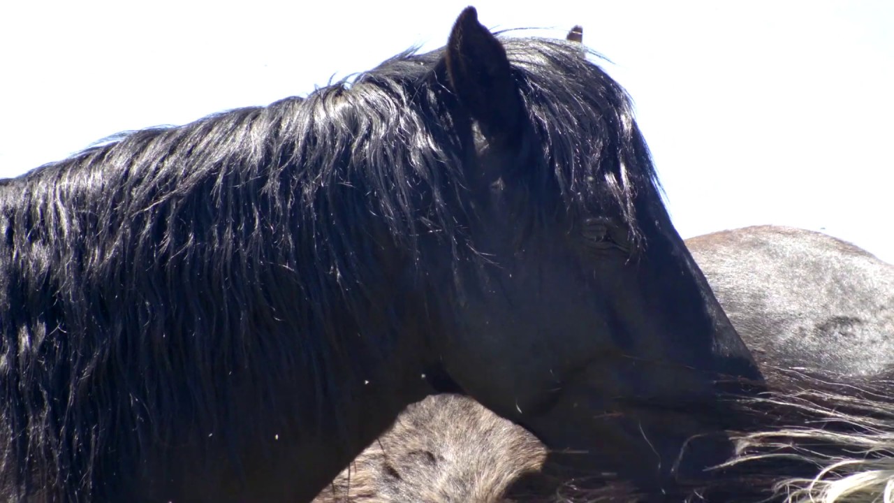 Lucy Rees - Do We Misunderstand Stallions?
