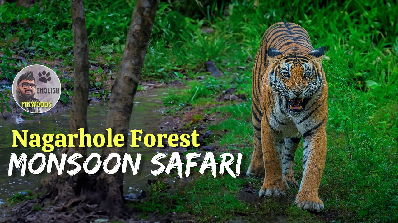 Kabini forest safari in monsoon | Nagarhole National Park Karnataka English 4K