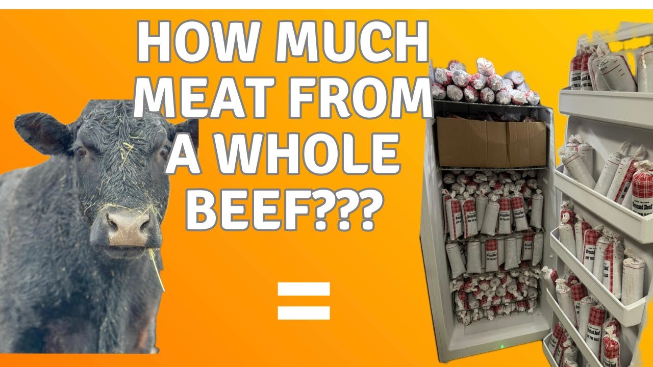 How much meat from a whole cow?  (Freezer full of beef??)