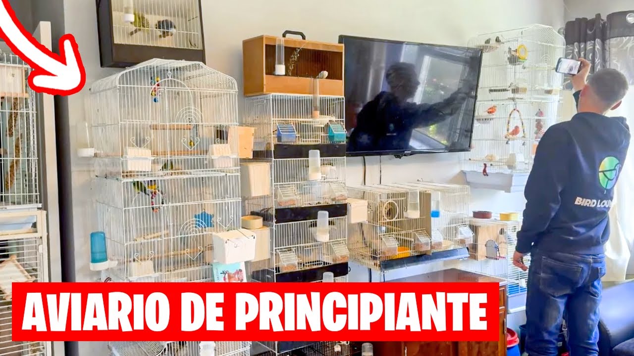 ASI SE VE UN AVIARIO DE PERIQUITOS DE UN PRINCIPIANTE