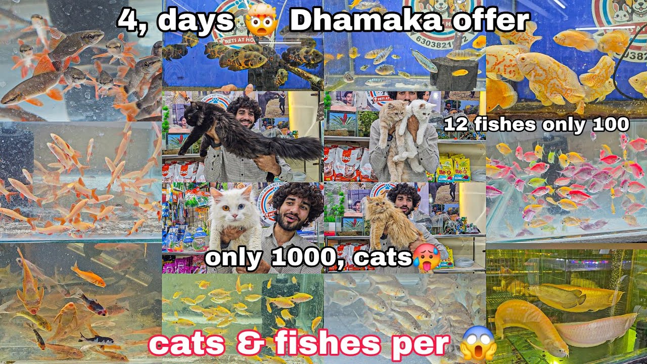 Wild & soft fishes | Persian cats kittens | Food all accessories | in Hyderabad at pets at home 
