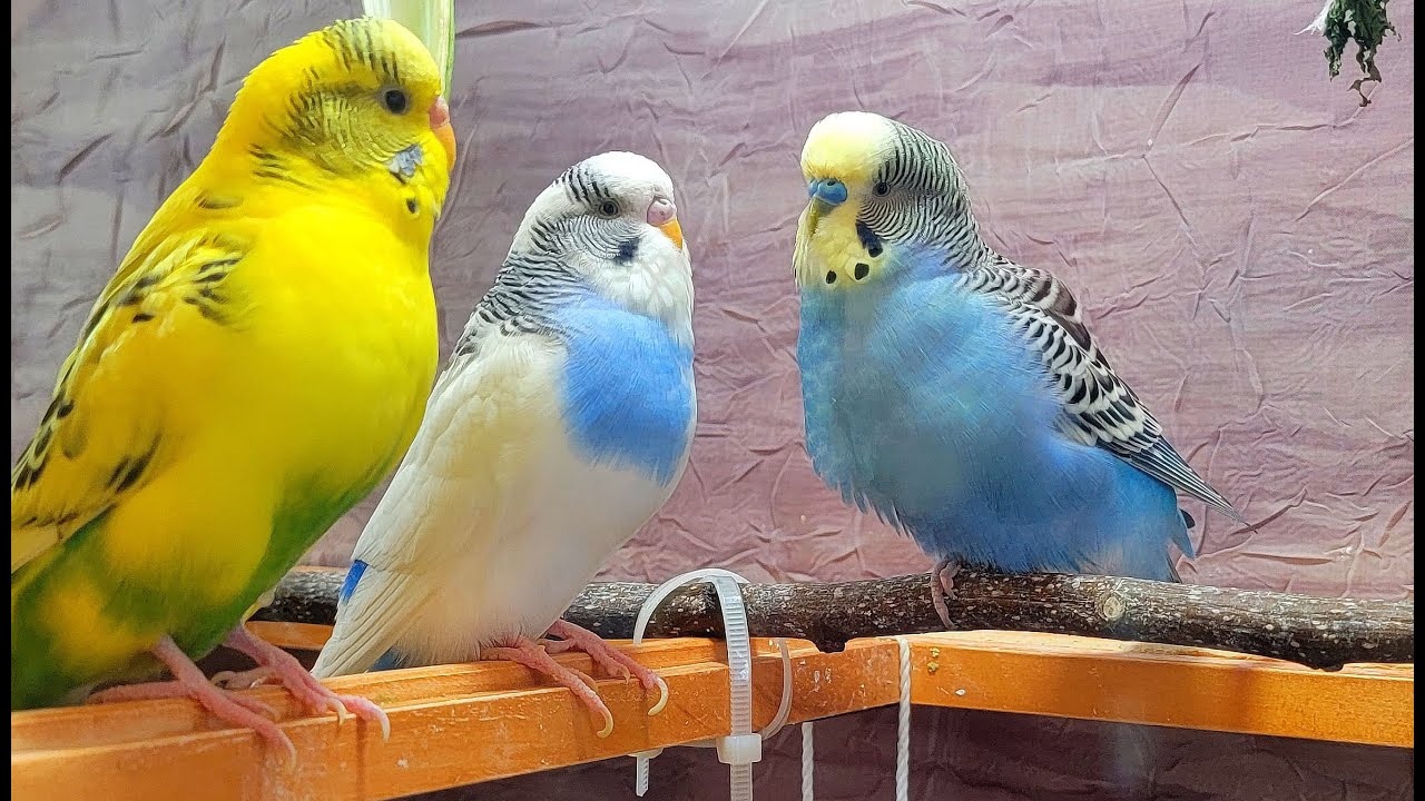 8 Hr Chirping & Happy Life of Parakeet Budgies Birds, Reduce Stress of Lonely Quiet Birds