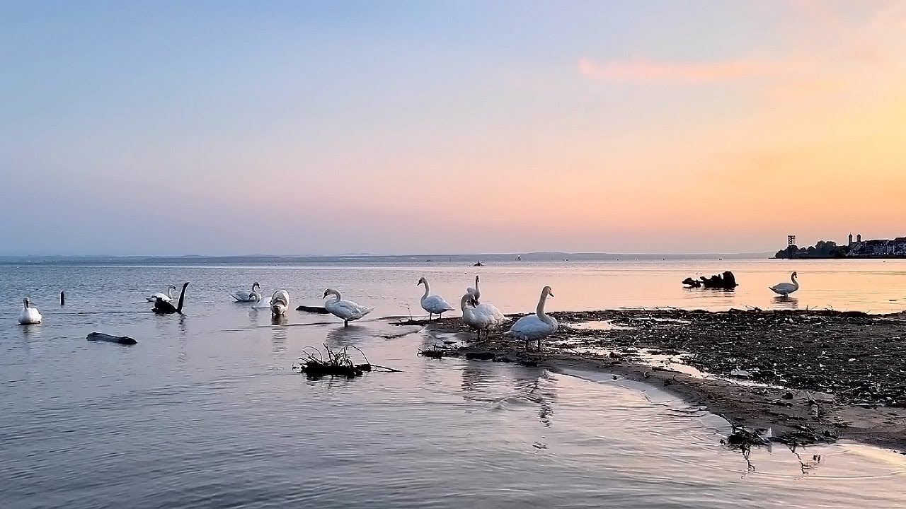 Swan Lake at Sunset | 40 Minutes of Relaxing Water Sounds & Nature ASMR