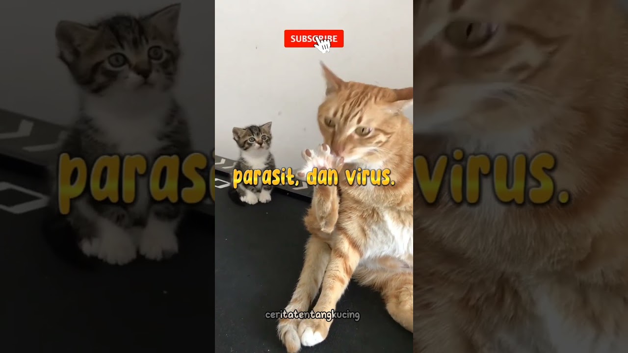 Apa Penyebab Kucing Lemas? 
