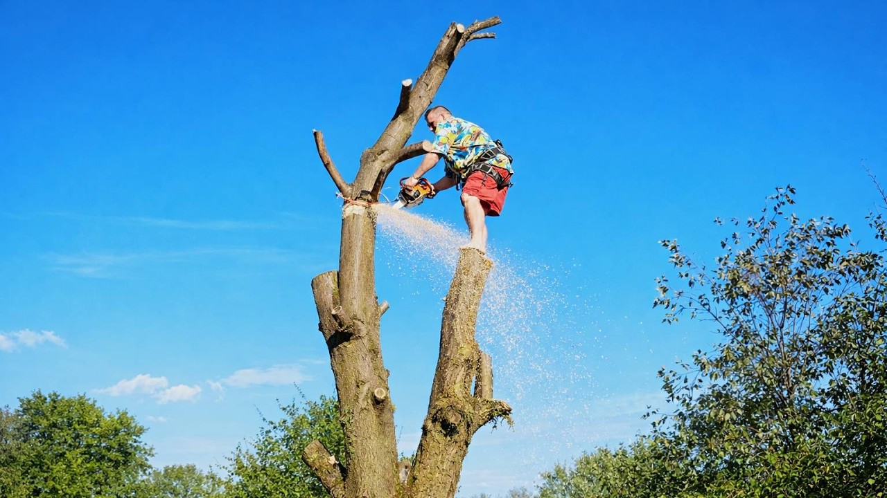 Extreme Chainsaw Giants & Monster Excavators | The Most Dangerous Tree Removal Jobs
