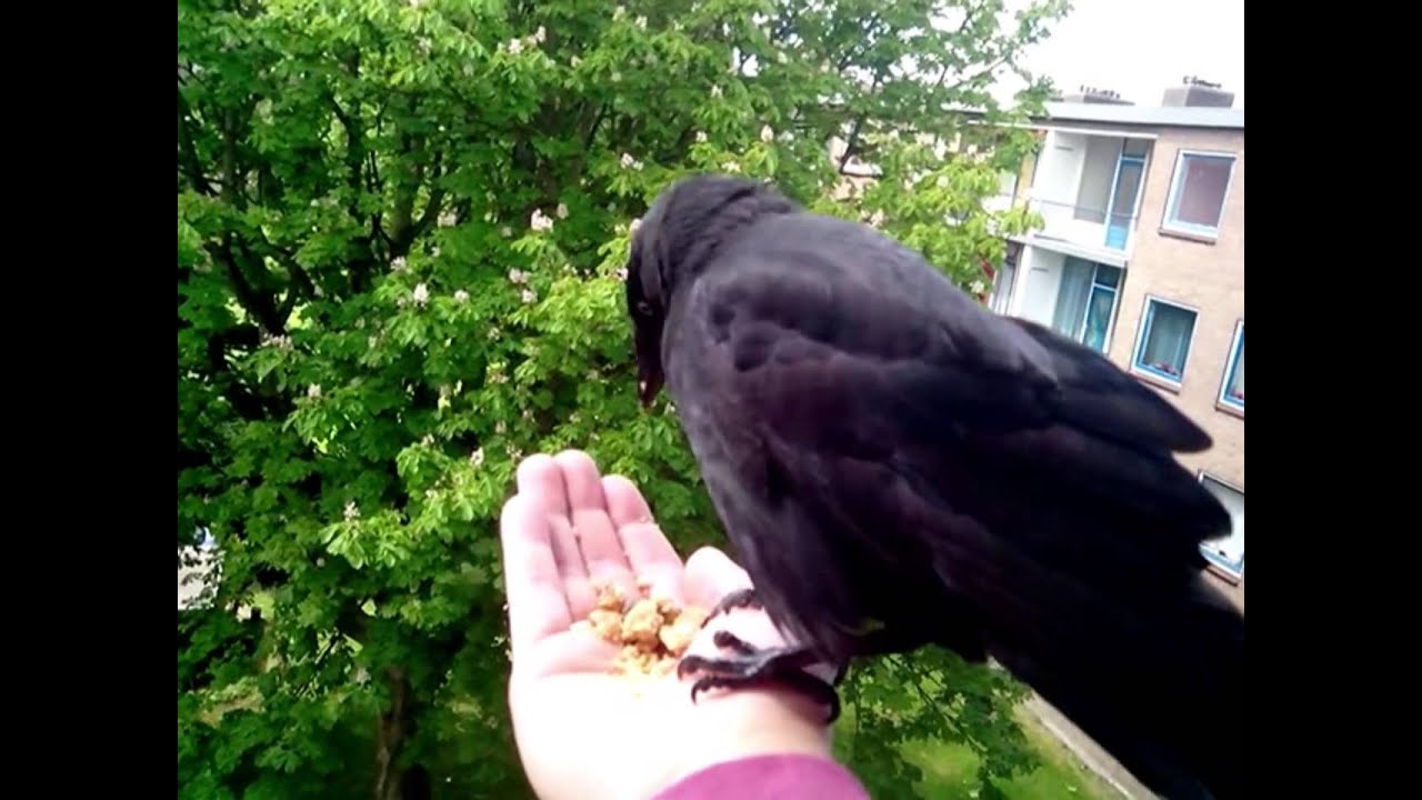 Tamme kauw voeren (jackdaw)