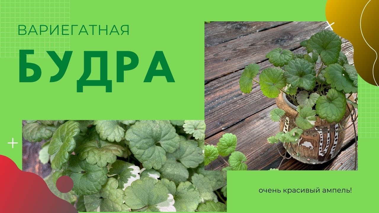 БУДРА. ВЫРАЩИВАНИЕ в саду и ОБЗОР моих растений, ей не нужен УХОД и это не сорняк))