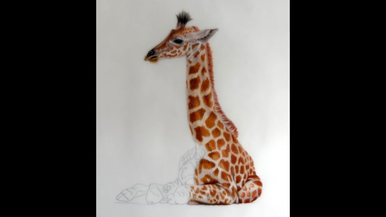 A baby giraffe drawing, Pt 2