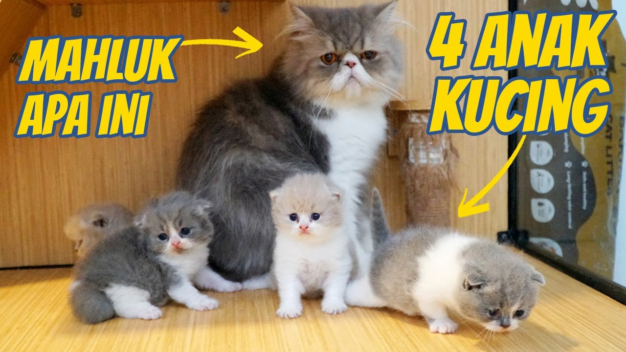 ANAK KUCING BRITISH DI CULIK GENDERUWO