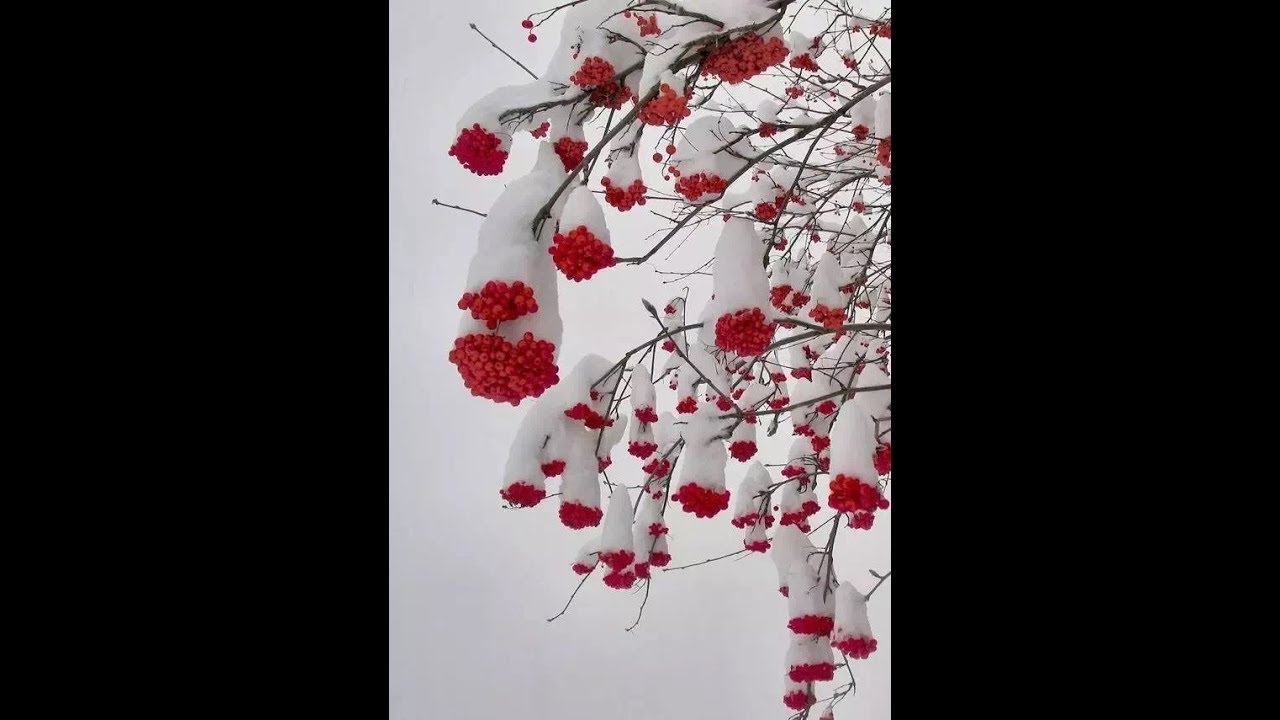 難得一見的雪中花，美到心醉！