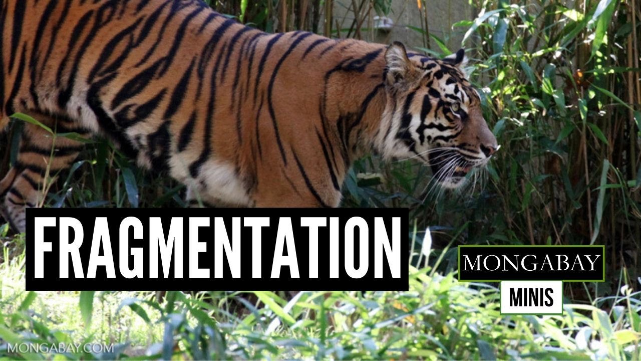 Trans-Sumatra highway could affect critical remnant forests on the island
