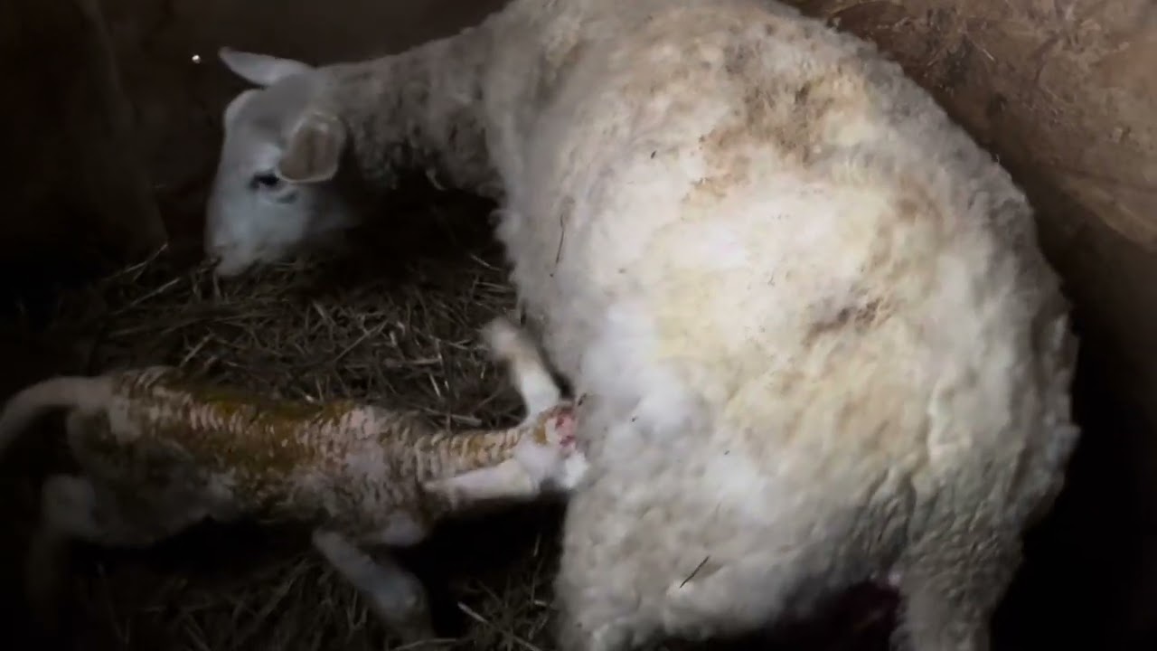 Dobby’s Lambing