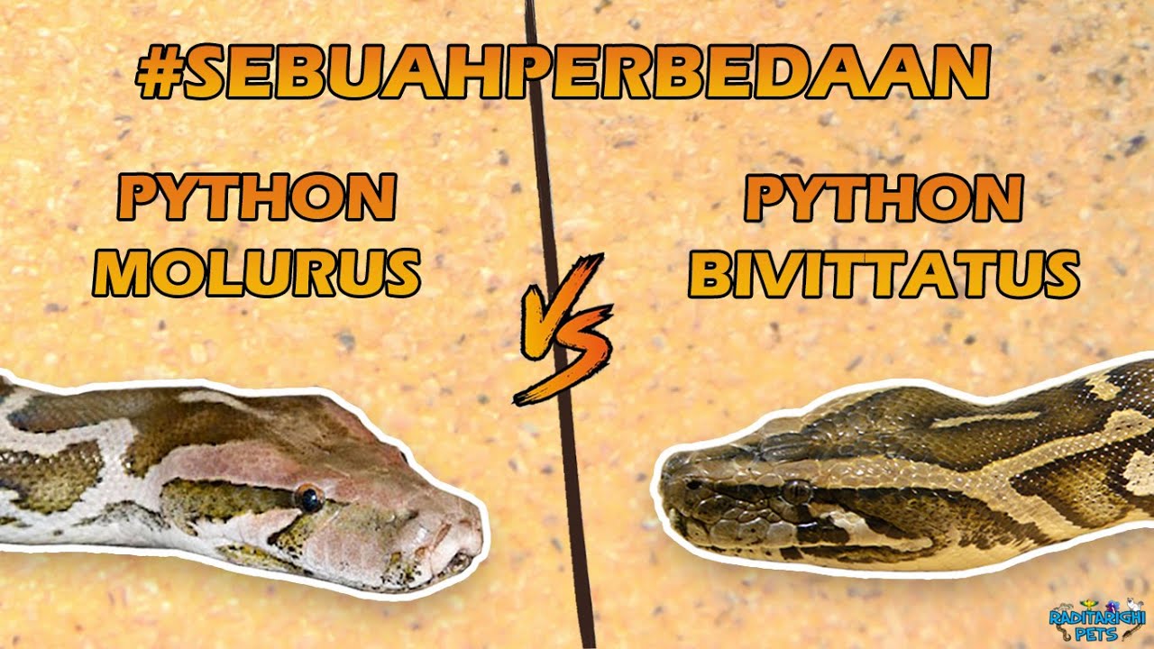 Perbedaan Indian Python (Python molurus) vs Burmese Python (Python bivittatus) | ENGLISH SUBTITLE
