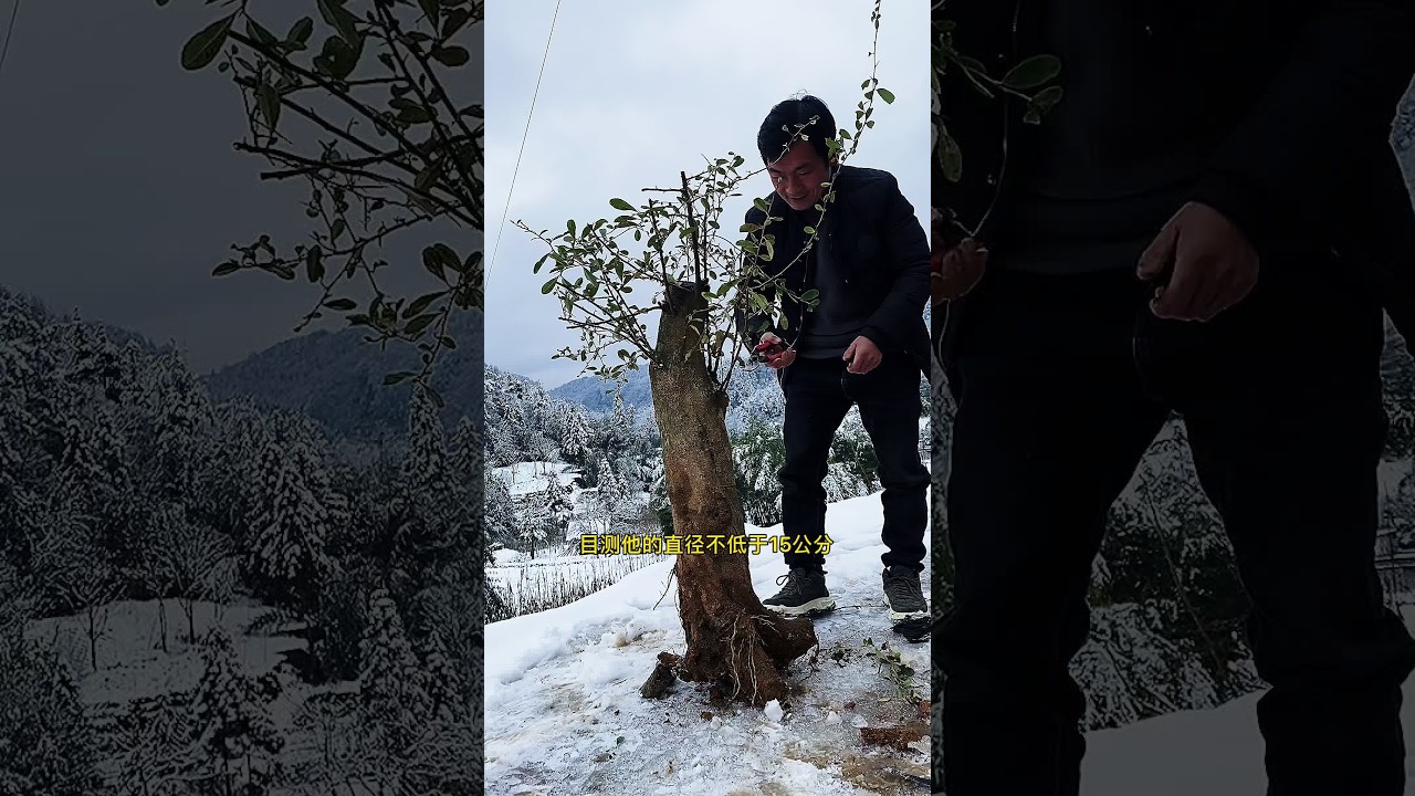 耽搁有点大，不知现在发出来还有人看没？#我的乡村生活