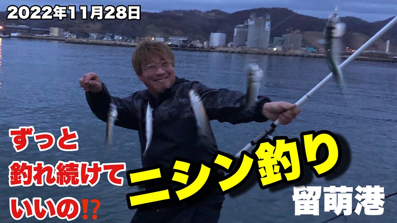 【ニシン釣り】令和4年11月28日 留萌港で大爆釣！釣れすぎ‼️常にサビキ仕掛けに全部ニシンが！