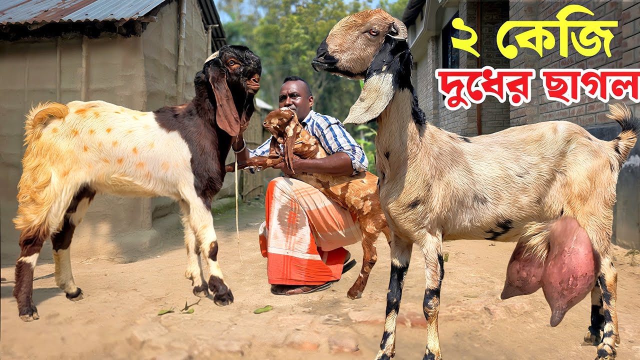 দুই লিটার দুধের ছাগল ও সেরা মানের ক্রস ছাগল এবং তোতাপুরী পাঠা জামাল ভাইয়ের খামারে Goat farm 