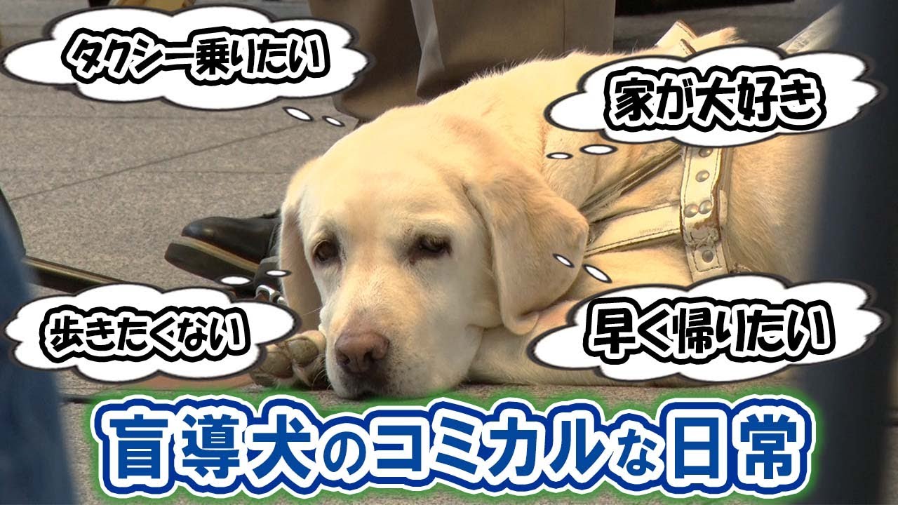 【出不精な盲導犬！？】盲導犬のお出かけに密着